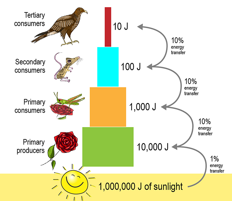 Energy pyramid with sunlight at the bottom and the producer next transferring less than 1% of the suns energy to create it, then the primary consumer transfers 10% of the producer and so on